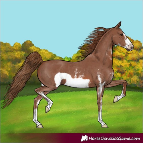 Horse Color:Unknown 