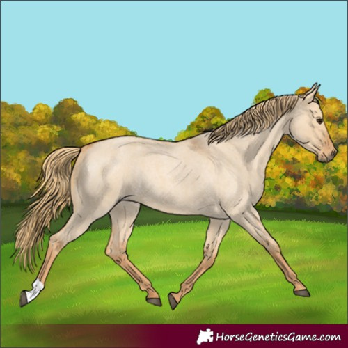 Horse Color:Red Dun Roan Rabicano 