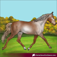 Horse Color:Gray Chestnut 