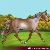 Horse Color:Gray Chestnut 
