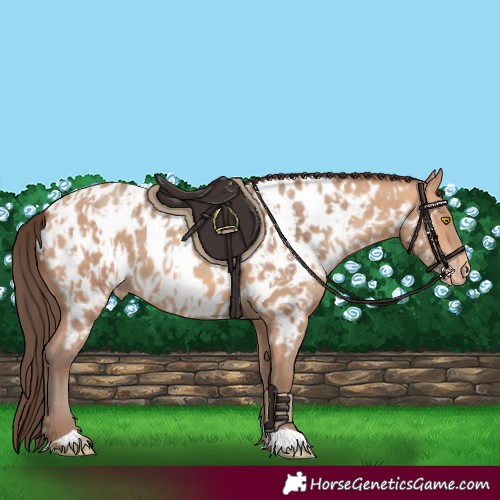 Horse Color:Amber Champagne Appaloosa and Amber Champagne Appaloosa