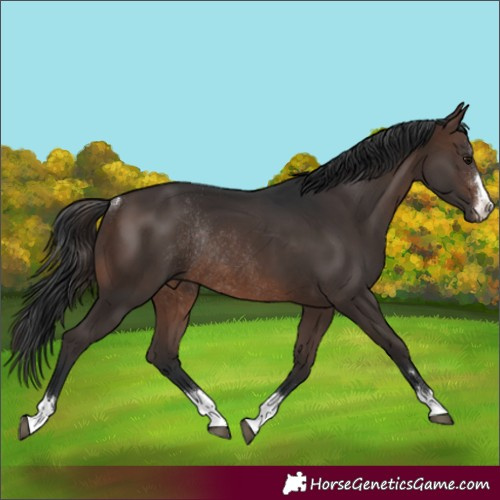 Horse Color:Brown Rabicano