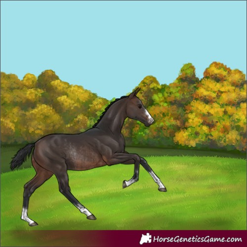 Horse Color:Brown Rabicano
