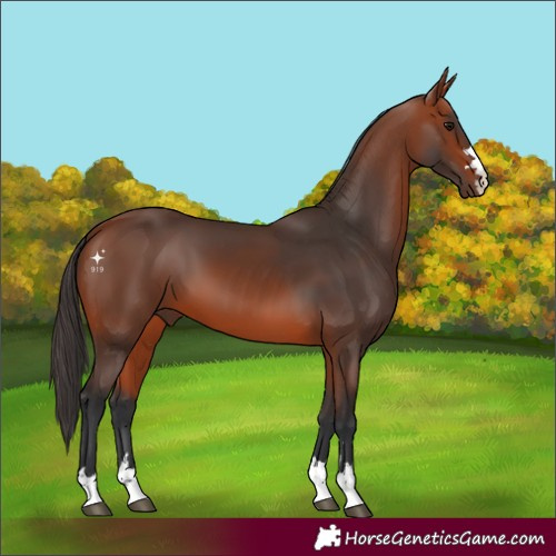 Horse Color:Bay 