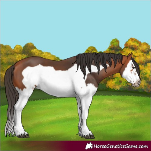 Horse Color:Bay Splash Frame 