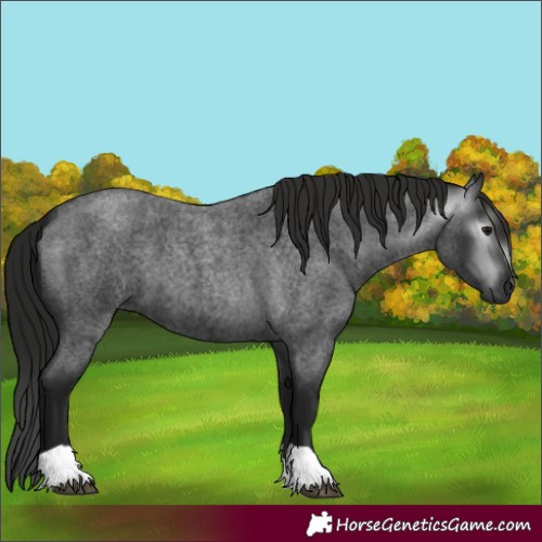 Horse Color:Gray Blue Roan