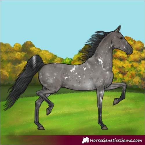 Horse Color:White Spotted Grullo 