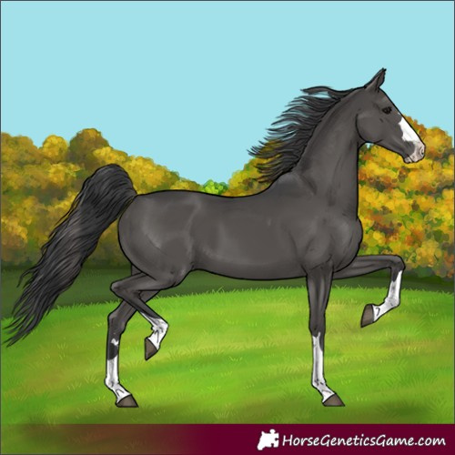 Horse Color:Black 