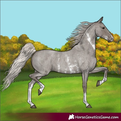 Horse Color:Unknown 