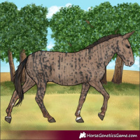 Horse Color:Black and Classic Champagne