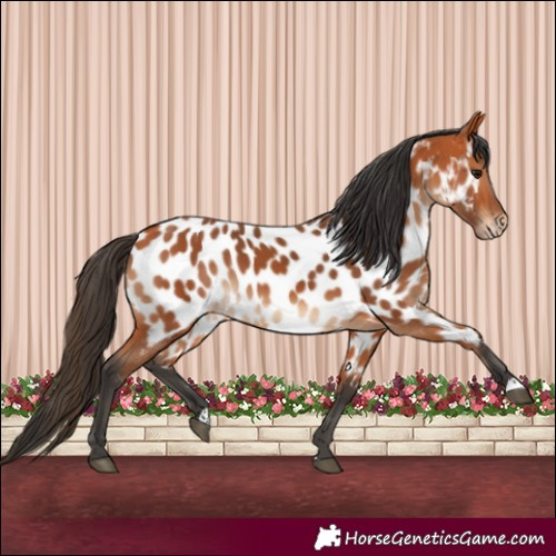 Horse Color:Bay Near Leopard