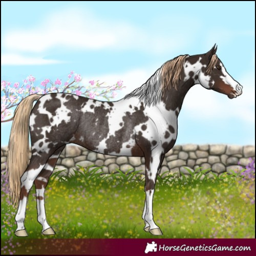 Horse Color:White Spotted Liver Chestnut Rabicano