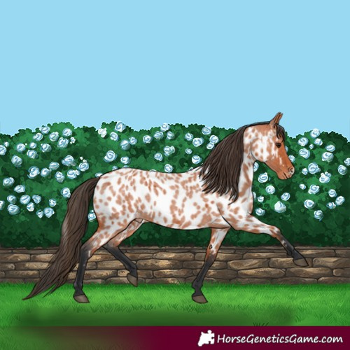 Horse Color:Bay Roan Frame Near Leopard 