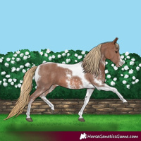 Horse Color:Chestnut Sabino Tobiano