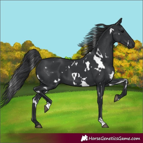 Horse Color:White Spotted Black 