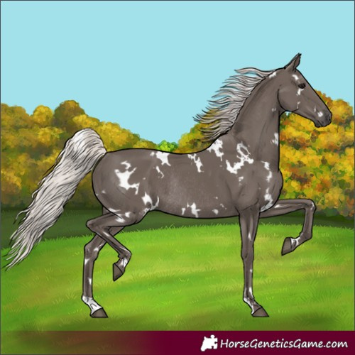 Horse Color:White Spotted Silver Black Rabicano 
