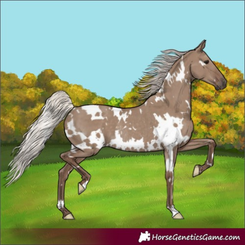 Horse Color:White Spotted Silver Grullo Rabicano