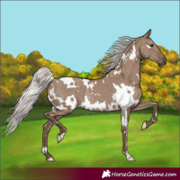Horse Color:White Spotted Silver Grullo Rabicano