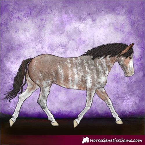 Horse Color:Bay Sabino 
