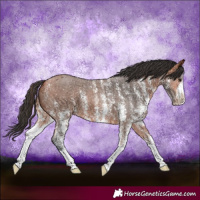 Horse Color:Bay Sabino 