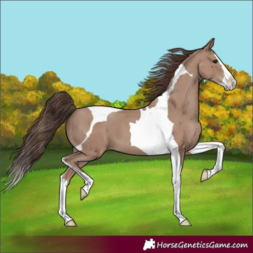Horse Color:Classic Champagne Splash Tobiano