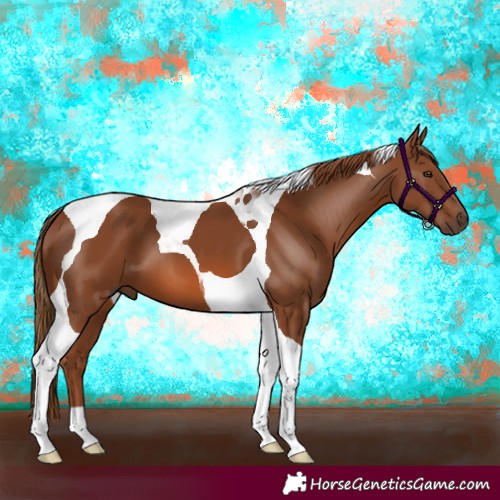 Horse Color:Chestnut Tobiano