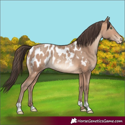 Horse Color:Amber Champagne Appaloosa 