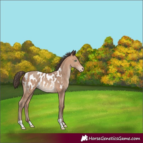 Horse Color:Amber Champagne Appaloosa 