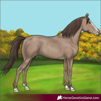 Horse Color:Unknown