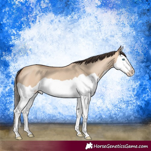 Horse Color:Amber Champagne Dun Splash 