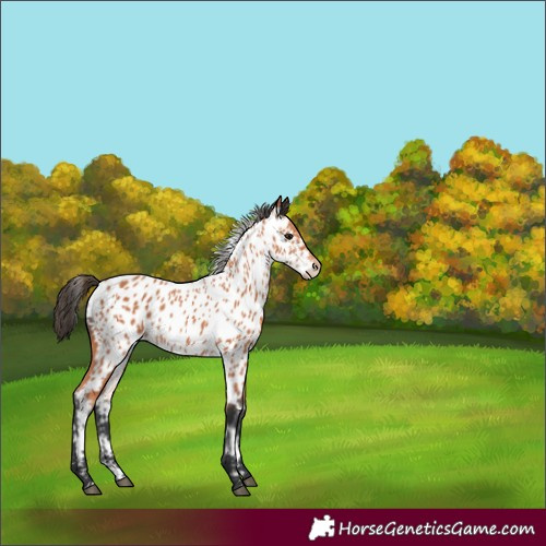 Horse Color:Bay Appaloosa