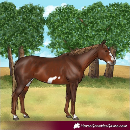 Horse Color:Gray Chestnut Frame