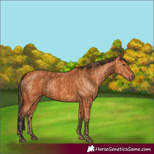 Horse Color:Chestnut  and Bay 