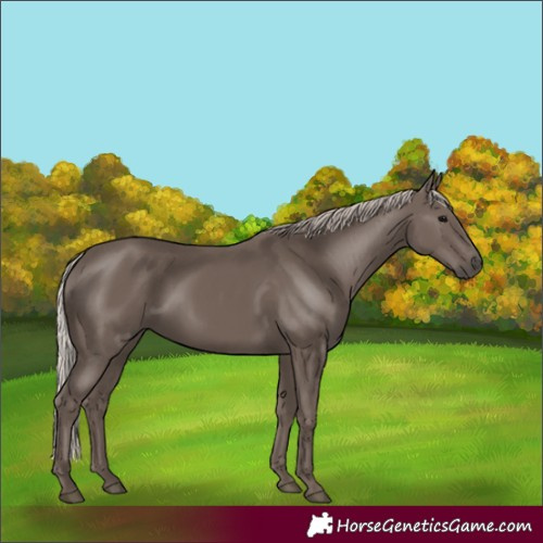 Horse Color:Silver Black 