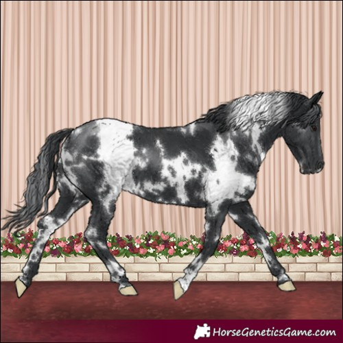 Horse Color:White Spotted Black 
