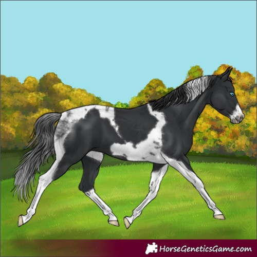 Horse Color:Black Tobiano Frame