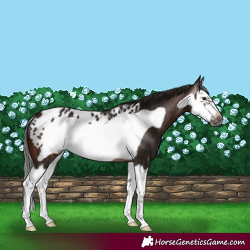 Horse Color:Gray Bay Splash Frame Blanket Rabicano