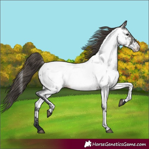 Horse Color:Grullo Roan Appaloosa 