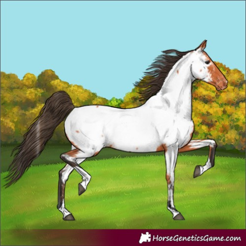 Horse Color:Bay Tobiano Appaloosa