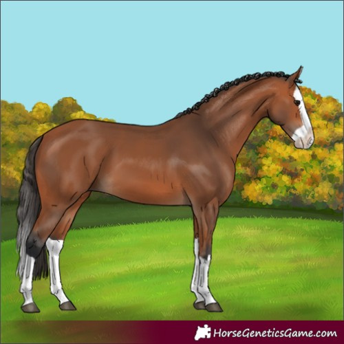 Horse Color:Bay Splash