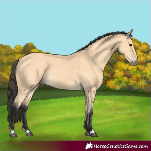 Horse Color:Buckskin