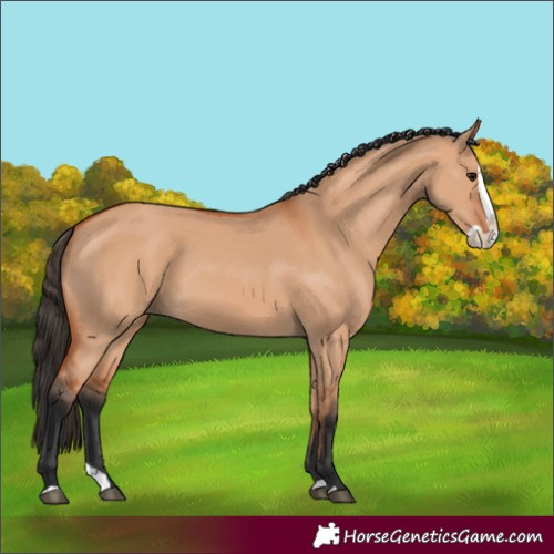 Horse Color:Bay Dun Splash