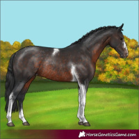 Horse Color:Brown Tobiano Appaloosa Rabicano