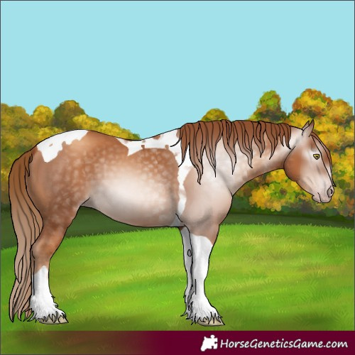 Horse Color:Gray Gold Champagne Tobiano 