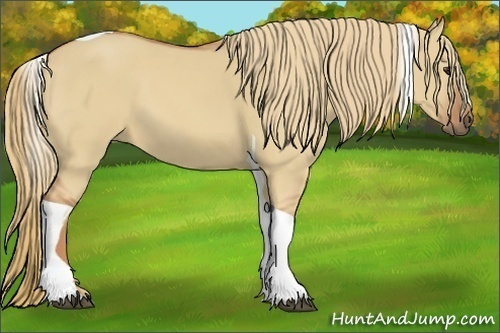 Horse Color:Red Dun Tobiano