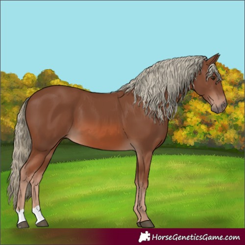 Horse Color:Chestnut Mushroom 