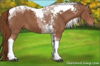 Horse Color:Chestnut Tobiano