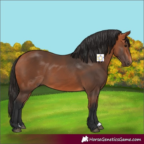 Horse Color:Bay 