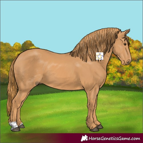 Horse Color:Chestnut 