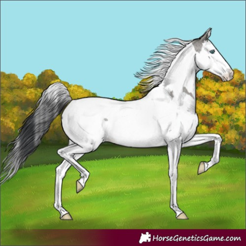 Horse Color:Grullo Roan Splash Tobiano
